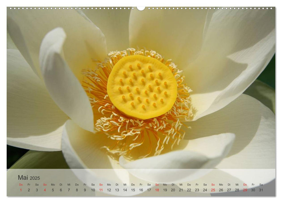 Lotos - Symbol für Reinheit und Kraft (CALVENDO Premium Wandkalender 2025)