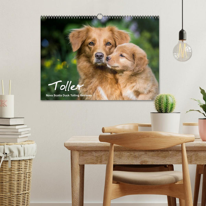 Toller - Nova Scotia Duck Tolling Retriever (CALVENDO Wandkalender 2025)