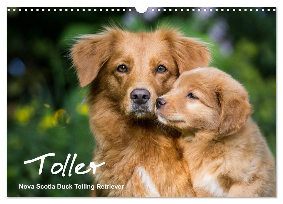 Toller - Nova Scotia Duck Tolling Retriever (CALVENDO Wandkalender 2025)