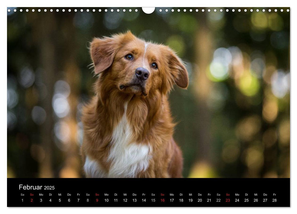 Toller - Nova Scotia Duck Tolling Retriever (CALVENDO Wandkalender 2025)