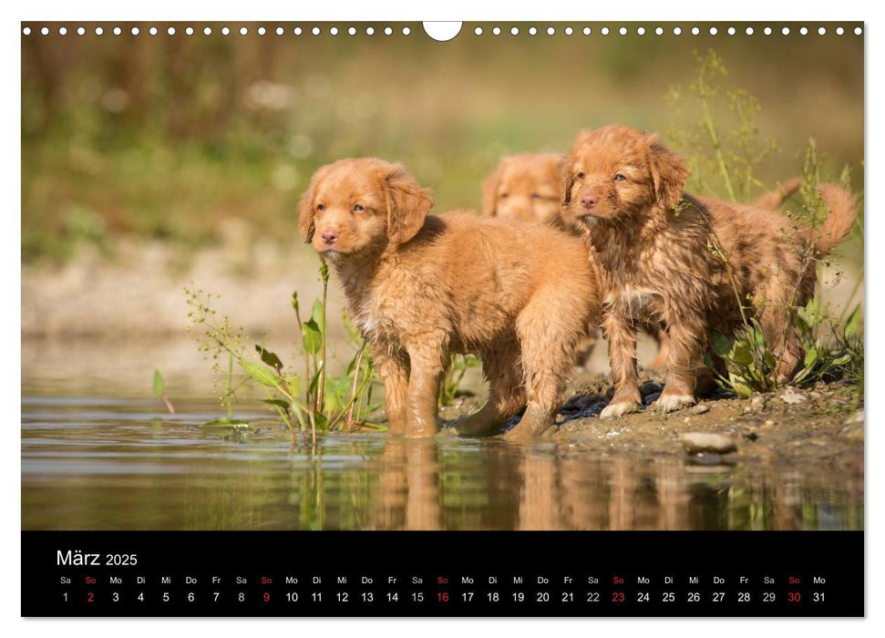 Toller - Nova Scotia Duck Tolling Retriever (CALVENDO Wandkalender 2025)