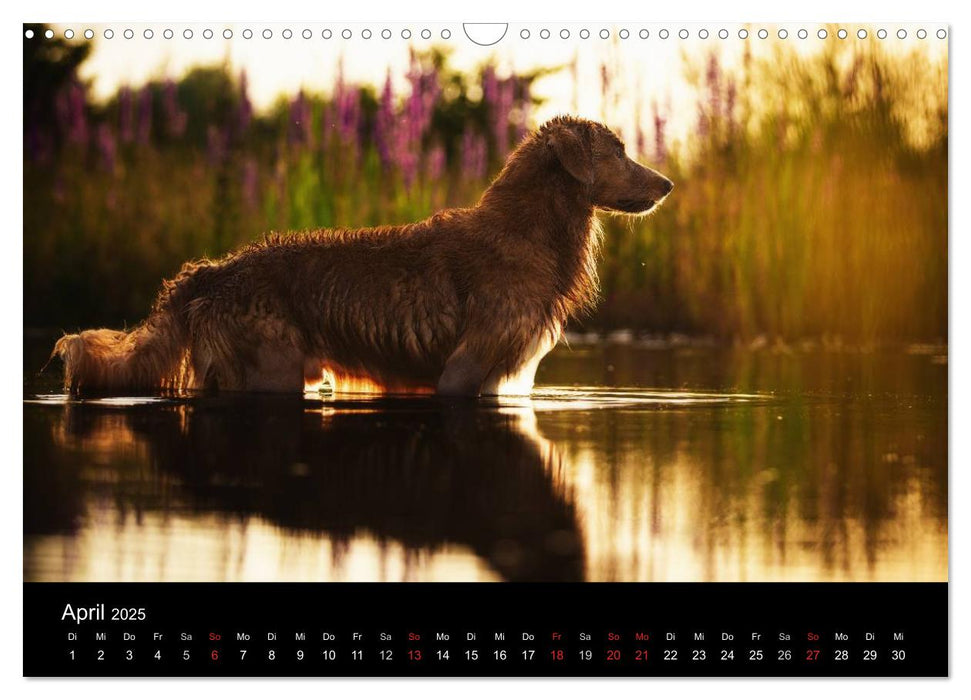 Toller - Nova Scotia Duck Tolling Retriever (CALVENDO Wandkalender 2025)