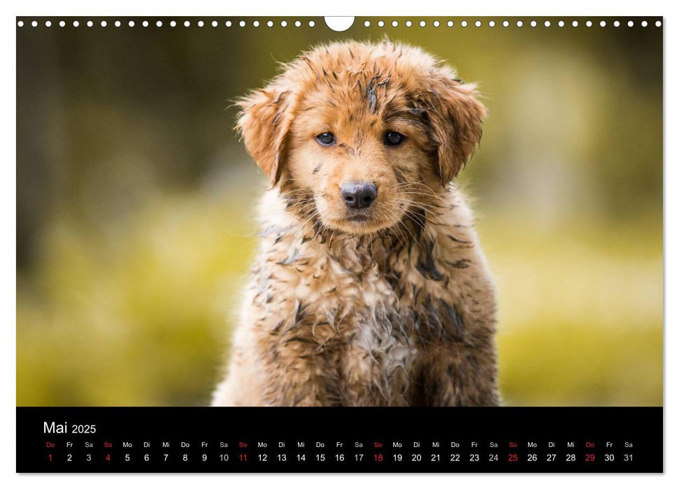 Toller - Nova Scotia Duck Tolling Retriever (CALVENDO Wandkalender 2025)