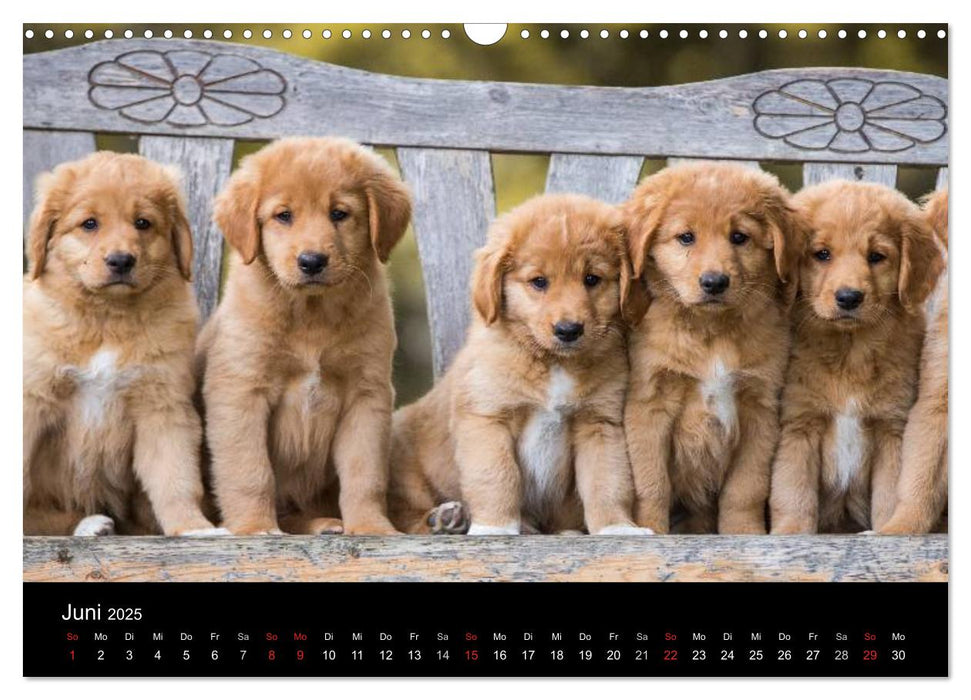 Toller - Nova Scotia Duck Tolling Retriever (CALVENDO Wandkalender 2025)