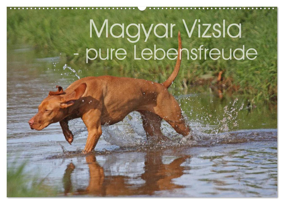 Magyar Vizsla - pure Lebensfreude (CALVENDO Wandkalender 2025)