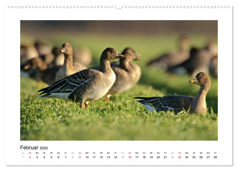 Geschnatter - Enten und Gänse in Deutschland (CALVENDO Premium Wandkalender 2025)