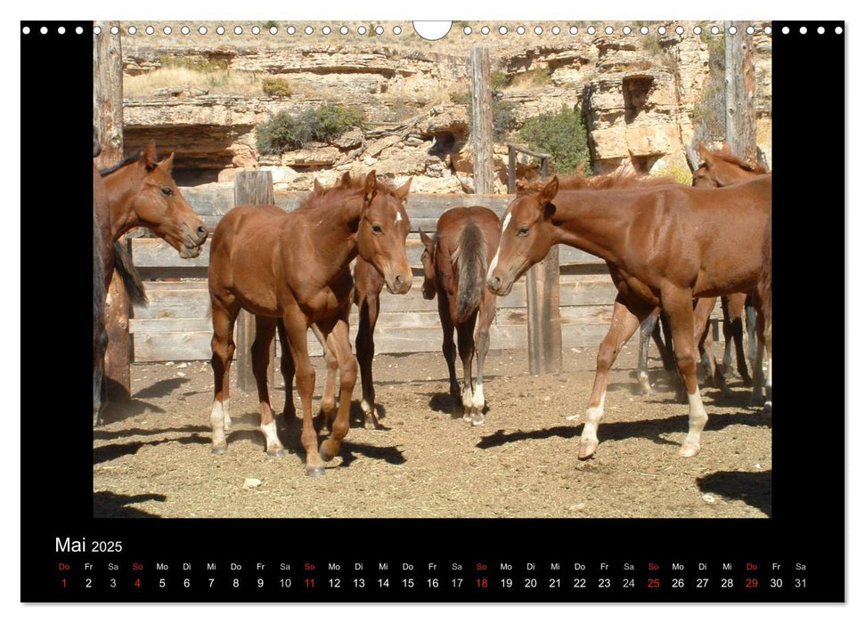 City Slickers - Ranchurlaub (CALVENDO Wandkalender 2025)