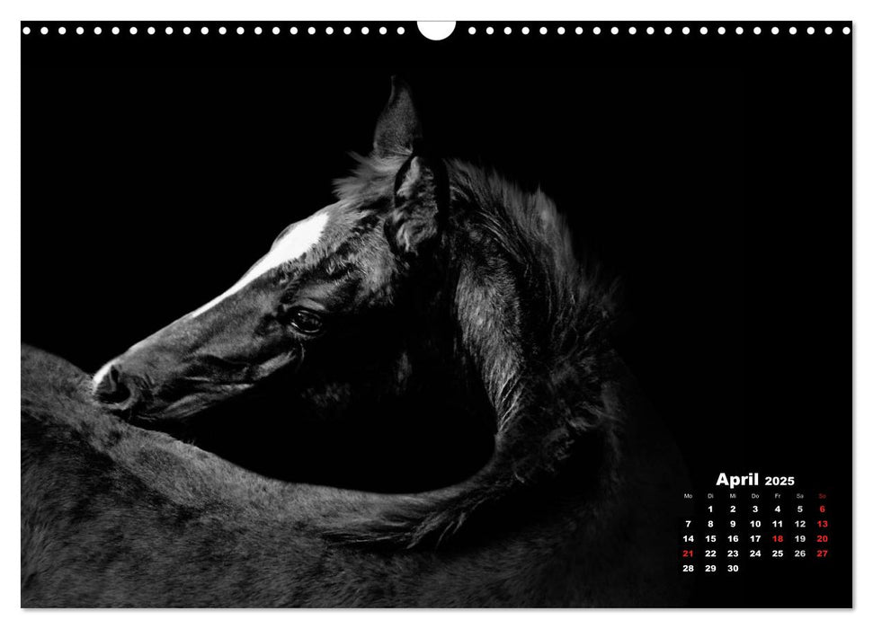 Pferde zwischen Licht und Schatten (CALVENDO Wandkalender 2025)