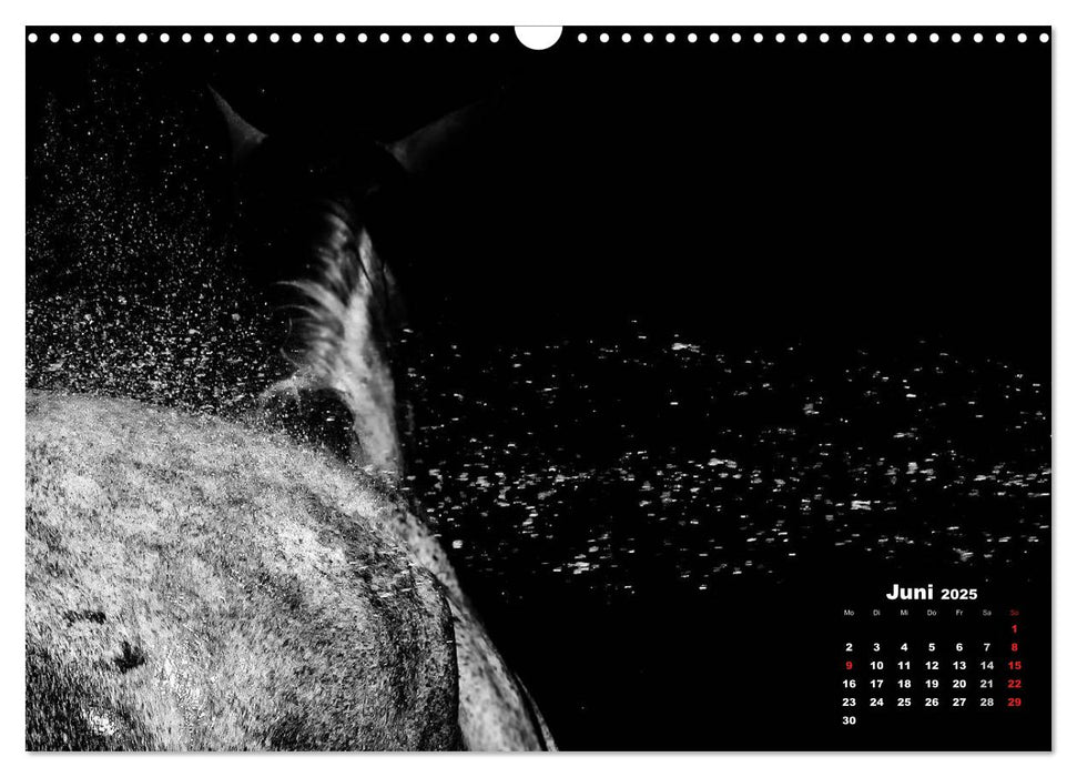 Pferde zwischen Licht und Schatten (CALVENDO Wandkalender 2025)