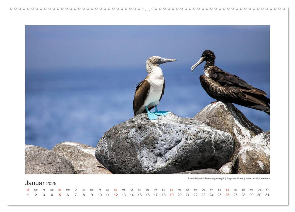 Galapagos 2025 tierisch gut (CALVENDO Premium Wandkalender 2025)