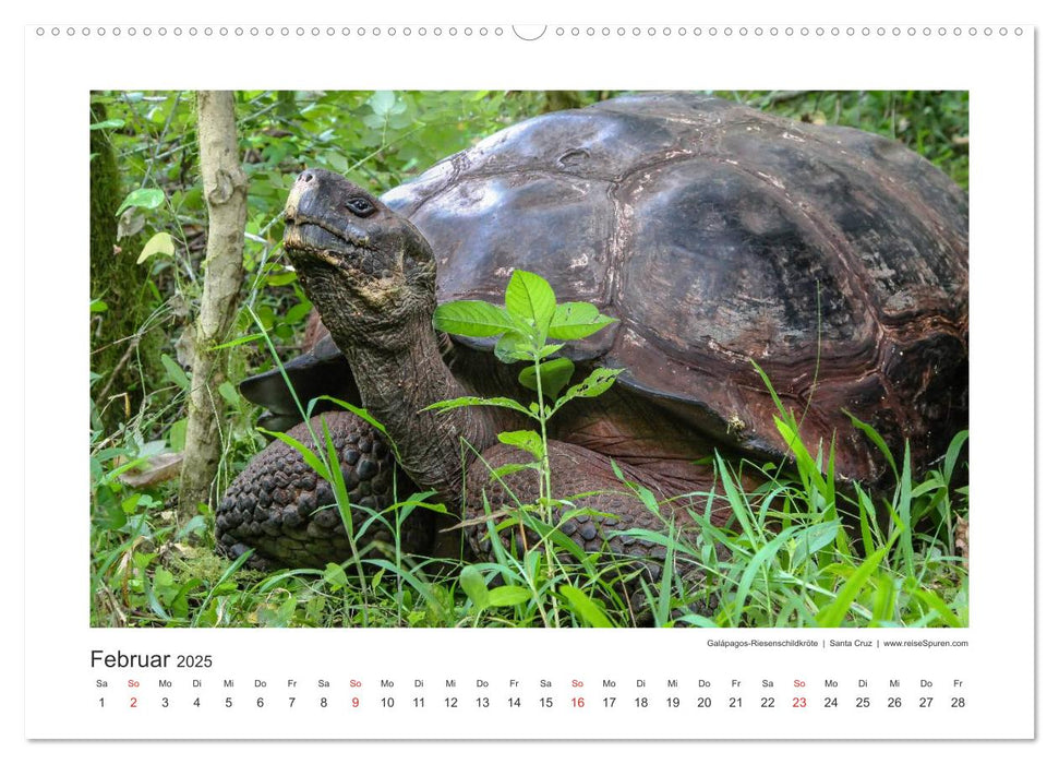 Galapagos 2025 tierisch gut (CALVENDO Premium Wandkalender 2025)