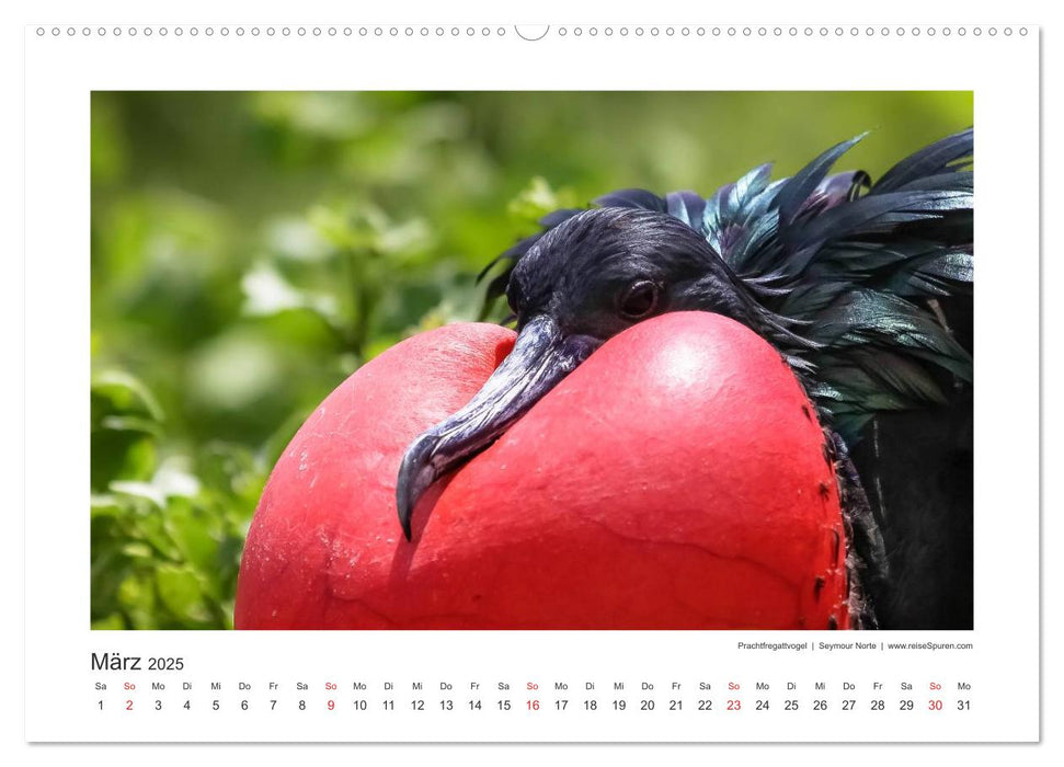 Galapagos 2025 tierisch gut (CALVENDO Premium Wandkalender 2025)