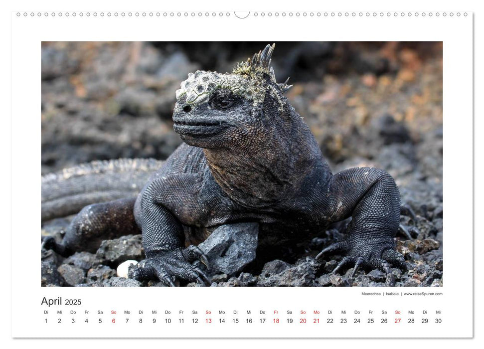 Galapagos 2025 tierisch gut (CALVENDO Premium Wandkalender 2025)