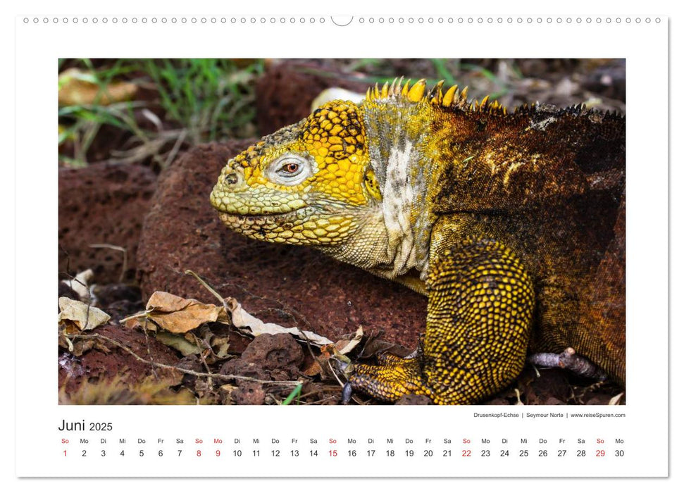 Galapagos 2025 tierisch gut (CALVENDO Premium Wandkalender 2025)