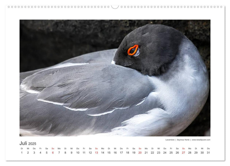 Galapagos 2025 tierisch gut (CALVENDO Premium Wandkalender 2025)