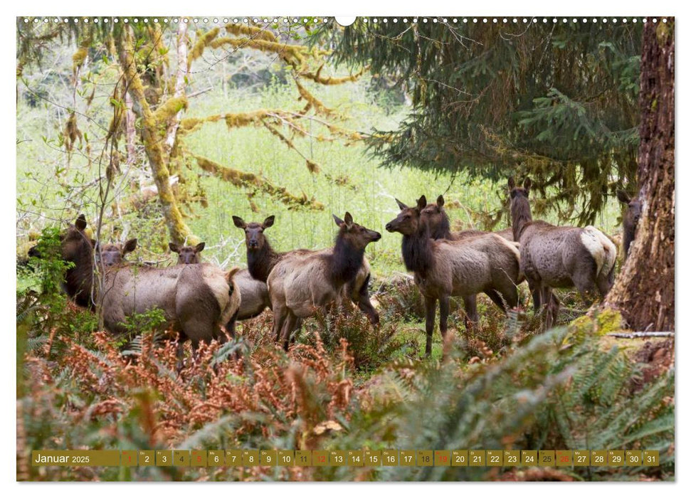 Bär, Wolf und Co - Tiere Nordamerikas (CALVENDO Wandkalender 2025)