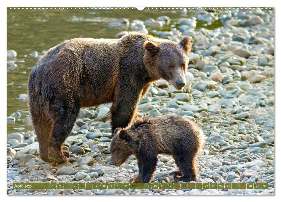 Bär, Wolf und Co - Tiere Nordamerikas (CALVENDO Wandkalender 2025)