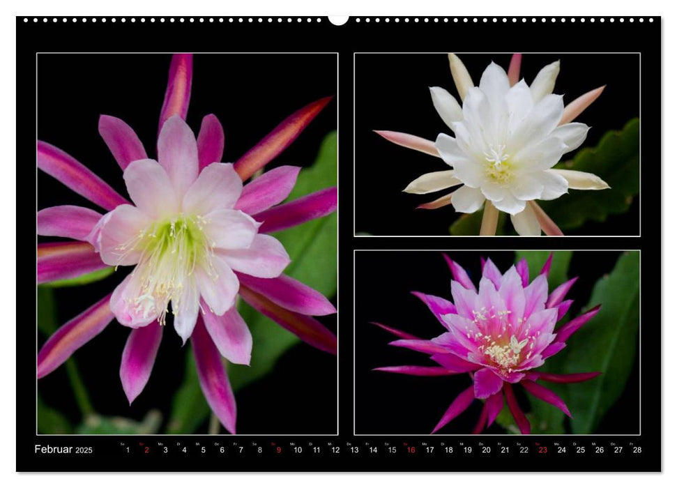 Epiphyllum-Hybriden (CALVENDO Premium Wandkalender 2025)