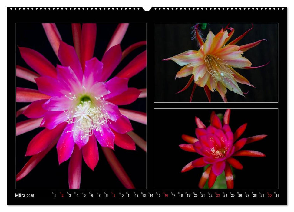 Epiphyllum-Hybriden (CALVENDO Premium Wandkalender 2025)