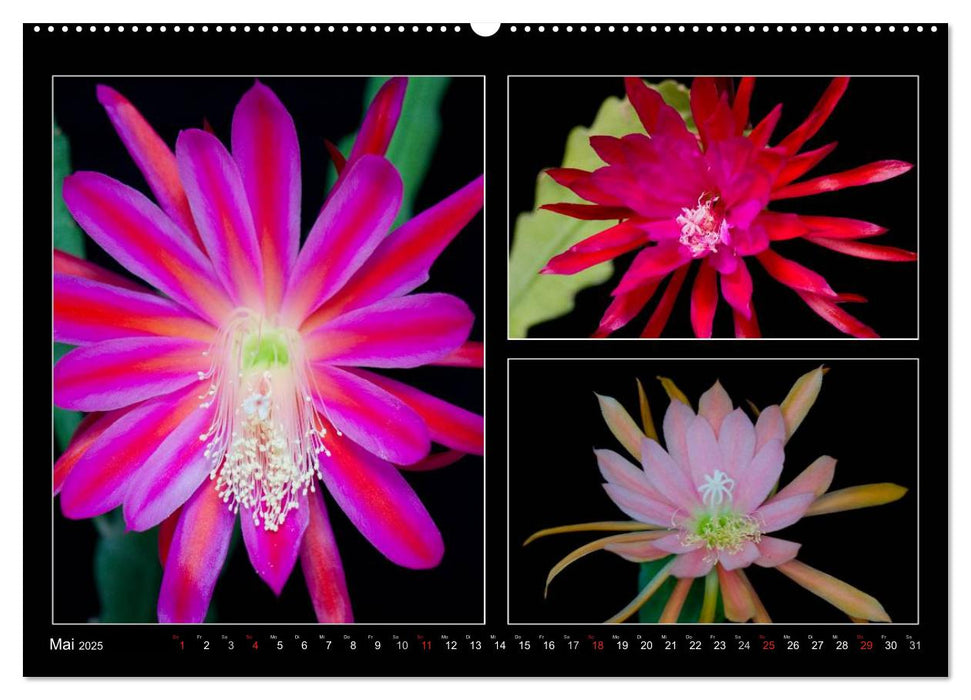 Epiphyllum-Hybriden (CALVENDO Premium Wandkalender 2025)