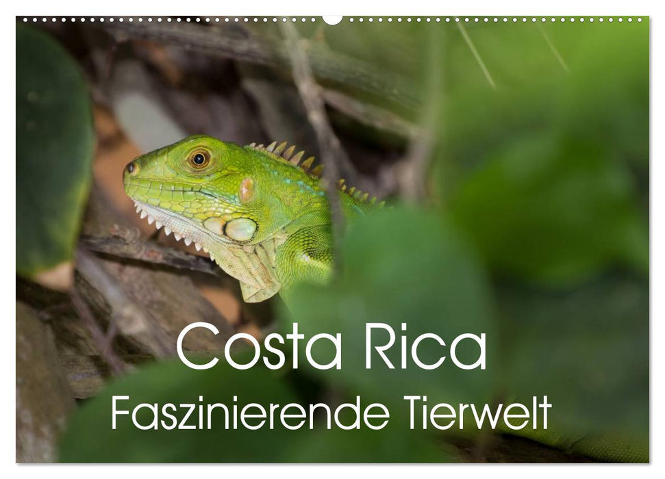 Costa Rica. Faszinierende Tierwelt (CALVENDO Wandkalender 2025)