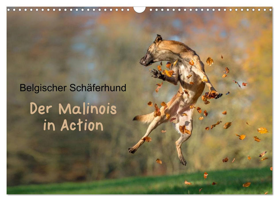 Belgischer Schäferhund - Der Malinois in Action (CALVENDO Wandkalender 2025)