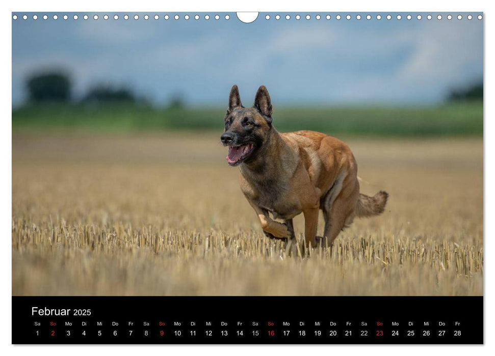 Belgischer Schäferhund - Der Malinois in Action (CALVENDO Wandkalender 2025)