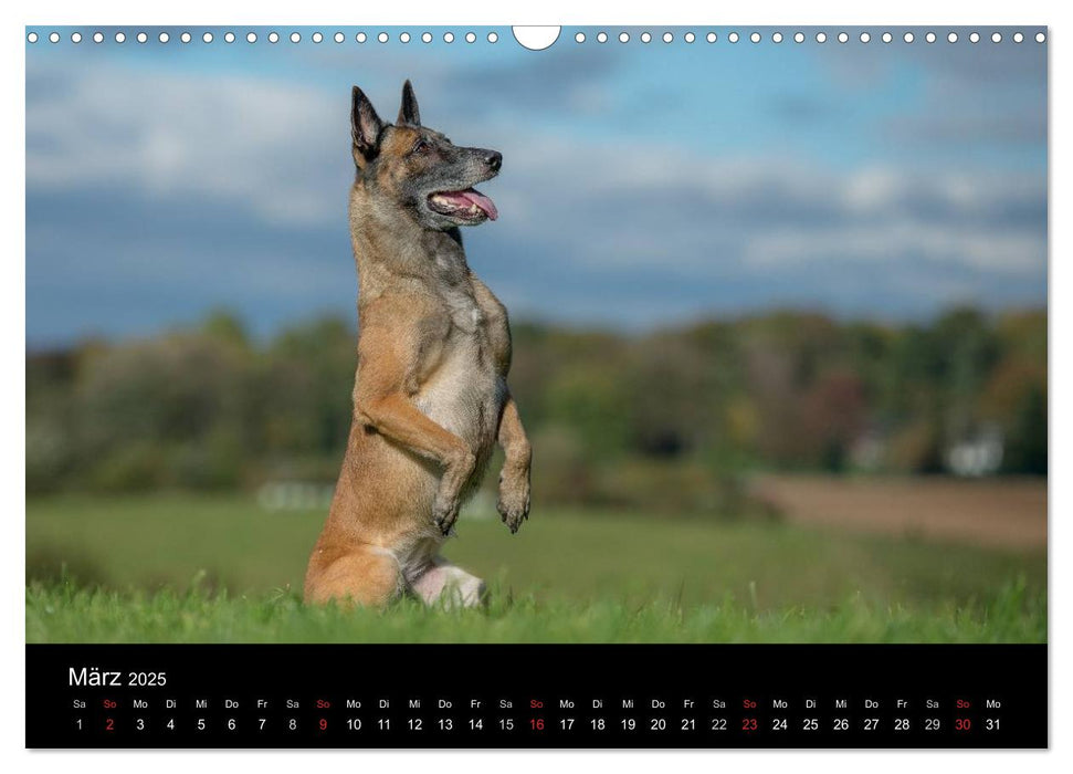 Belgischer Schäferhund - Der Malinois in Action (CALVENDO Wandkalender 2025)