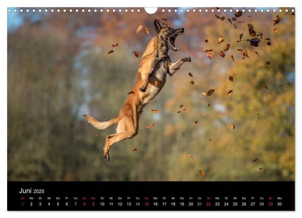 Belgischer Schäferhund - Der Malinois in Action (CALVENDO Wandkalender 2025)