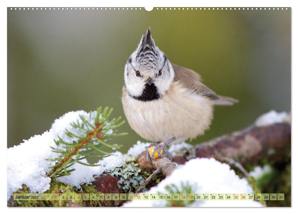 Steckbriefe einheimischer Vögel (CALVENDO Premium Wandkalender 2025)