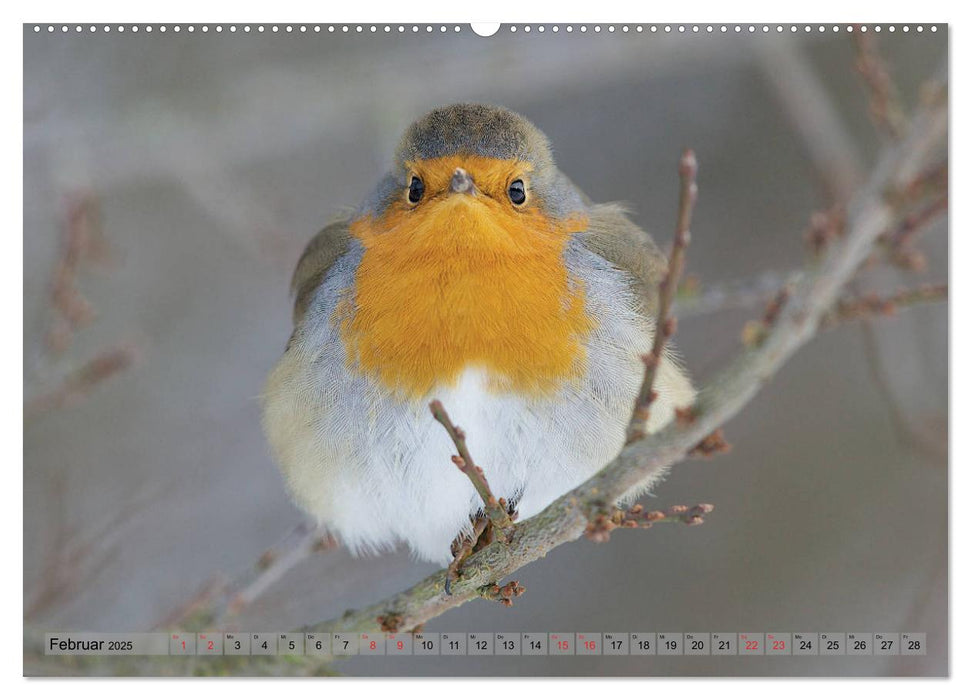 Steckbriefe einheimischer Vögel (CALVENDO Premium Wandkalender 2025)