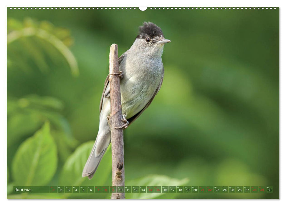 Steckbriefe einheimischer Vögel (CALVENDO Premium Wandkalender 2025)