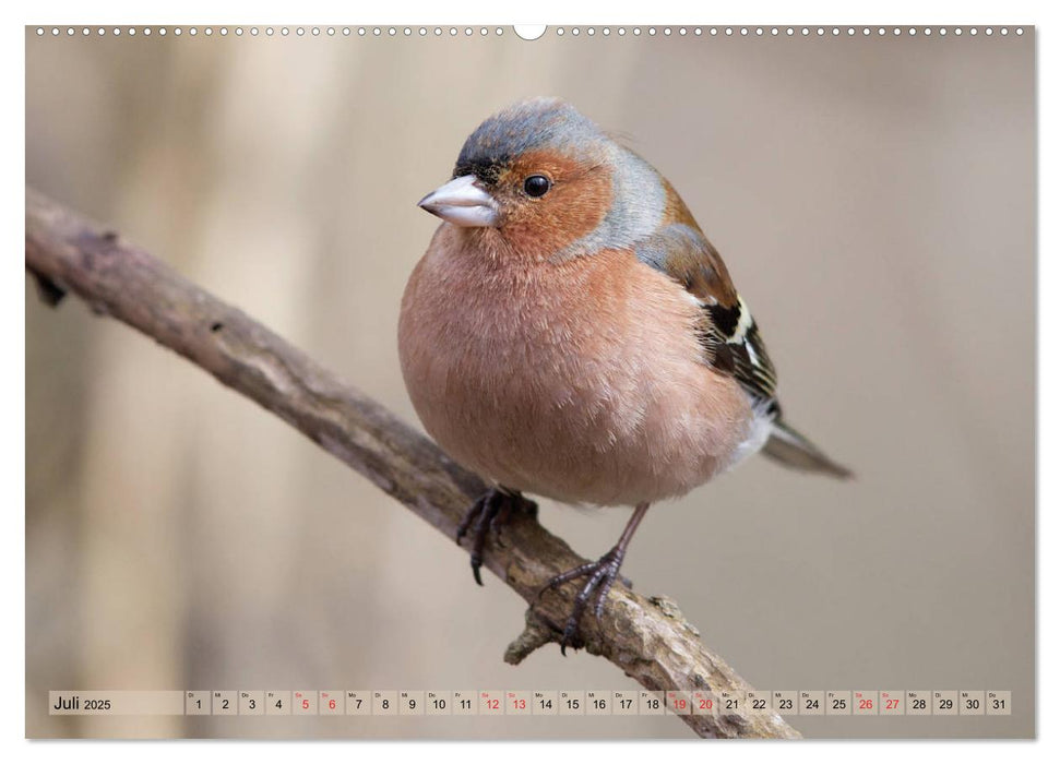 Steckbriefe einheimischer Vögel (CALVENDO Premium Wandkalender 2025)