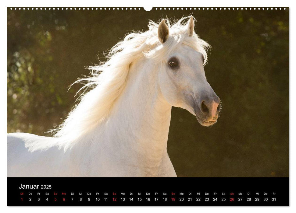 Spaniens stolze Pferde (CALVENDO Premium Wandkalender 2025)