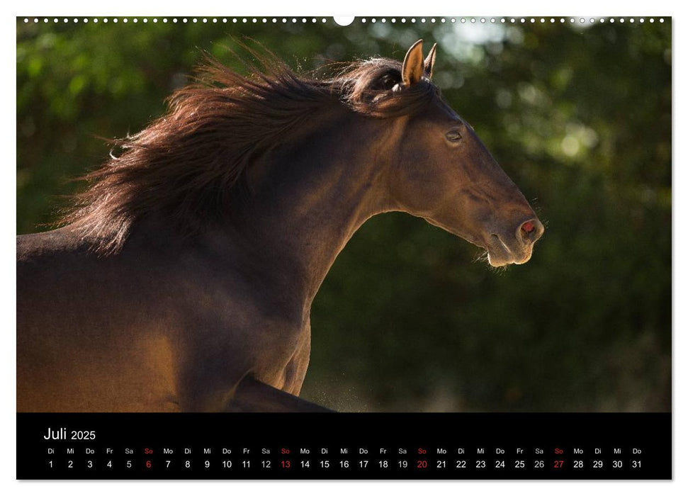 Spaniens stolze Pferde (CALVENDO Premium Wandkalender 2025)