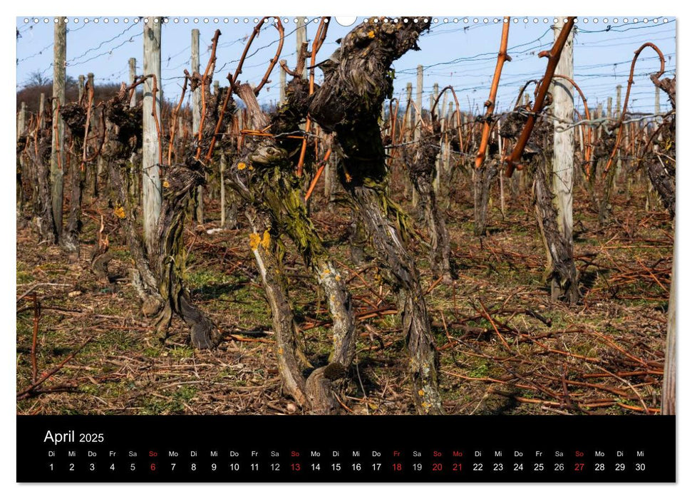 Das Jahr im Weinberg (CALVENDO Premium Wandkalender 2025)