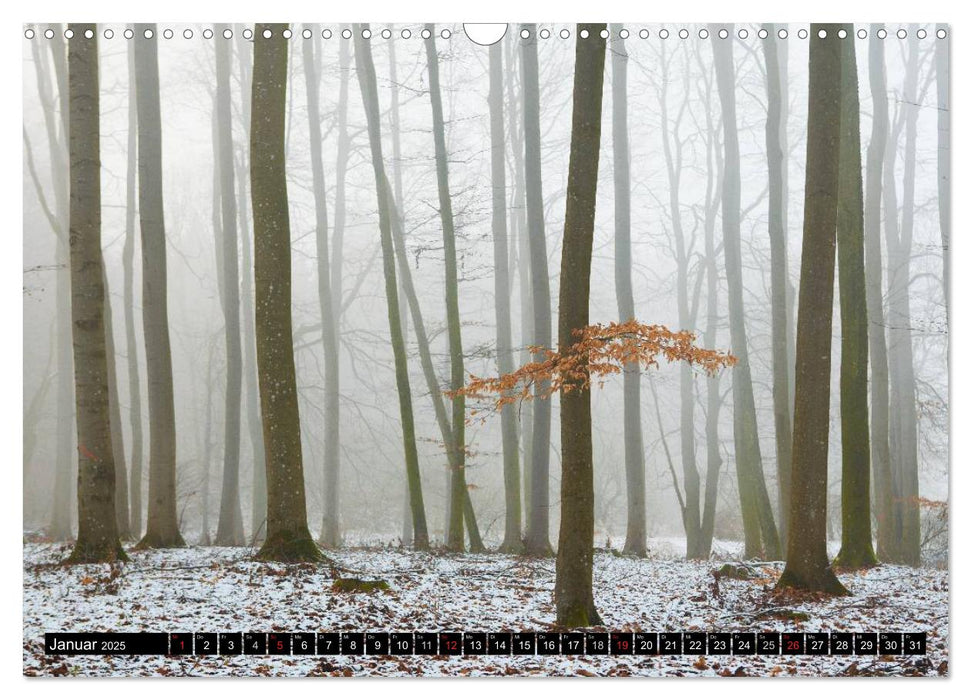 Märchenwälder (CALVENDO Wandkalender 2025)