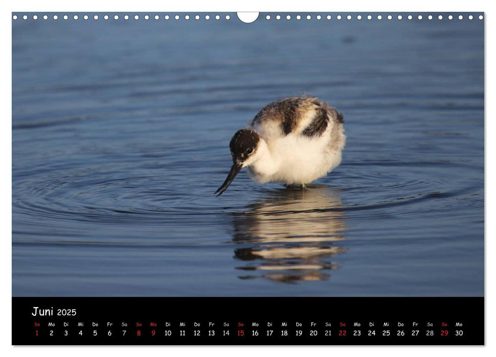Eisvogel, Uhu und Co. (CALVENDO Wandkalender 2025)