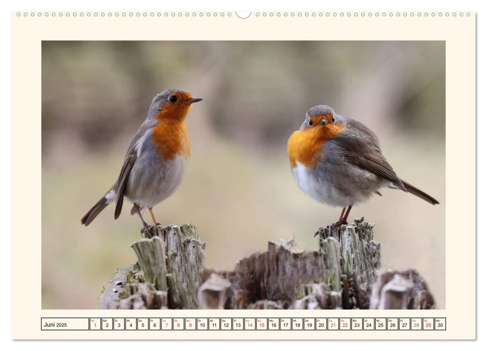 Gefiederte Schönheiten - Das Rotkehlchen (CALVENDO Premium Wandkalender 2025)