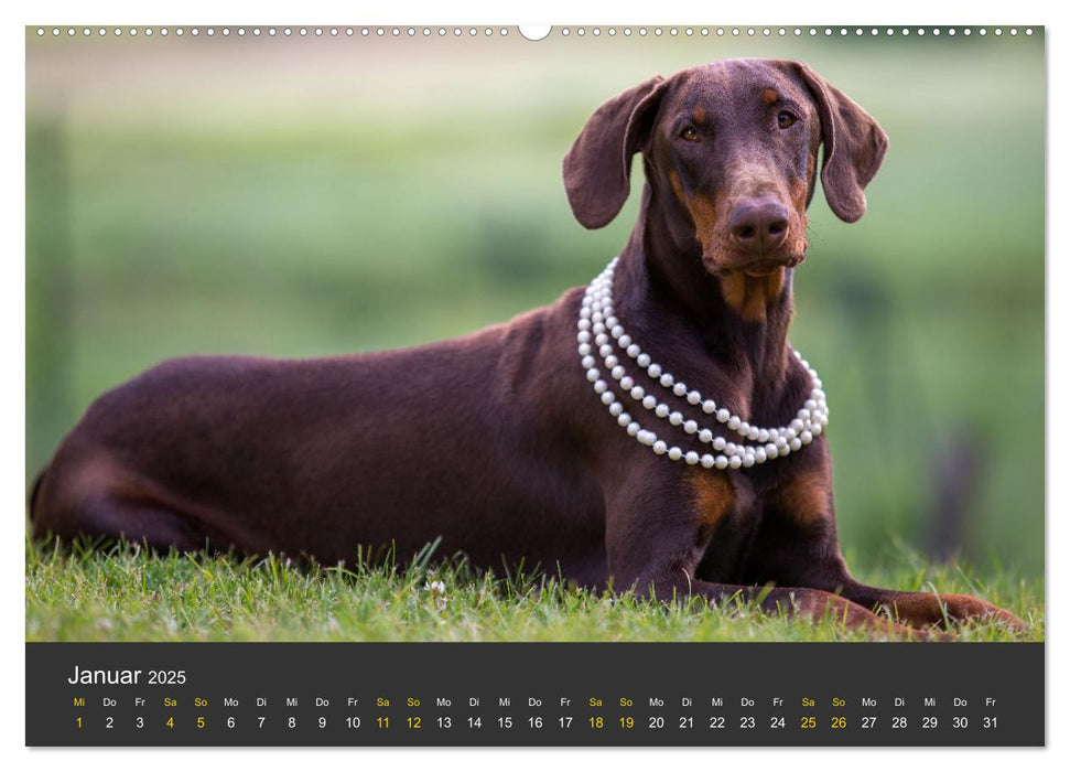 Dobermann 2025 (CALVENDO Premium Wandkalender 2025)