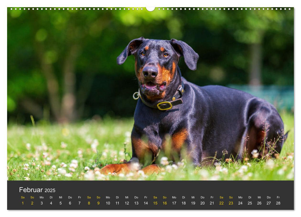 Dobermann 2025 (CALVENDO Premium Wandkalender 2025)