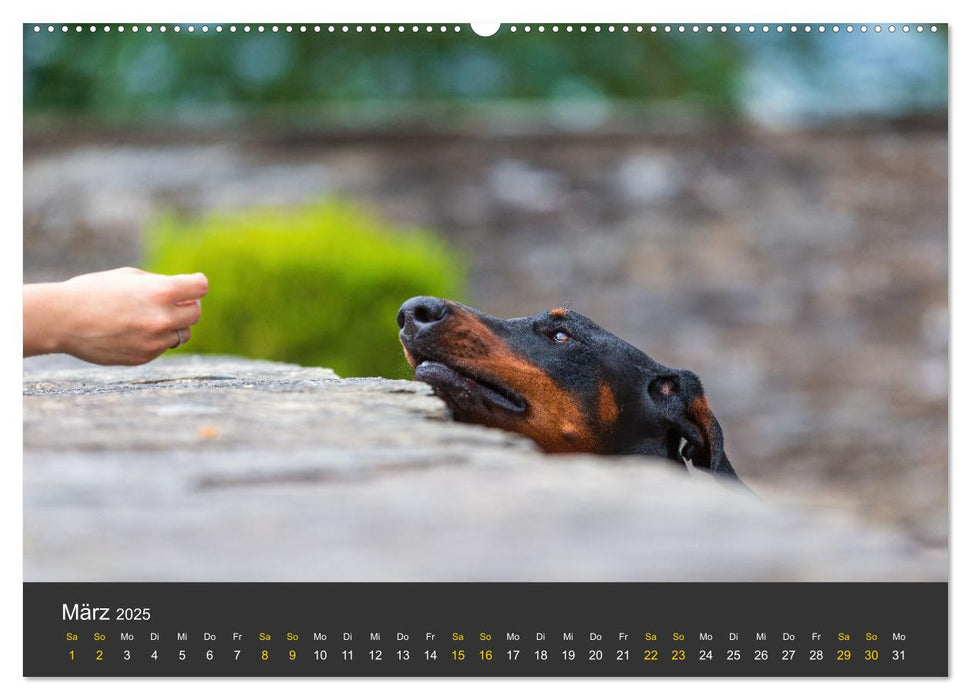 Dobermann 2025 (CALVENDO Premium Wandkalender 2025)