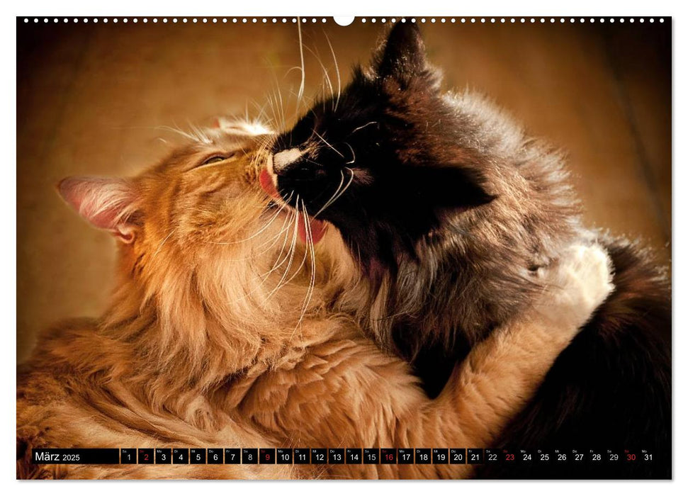 KATZEN Beautys (CALVENDO Wandkalender 2025)