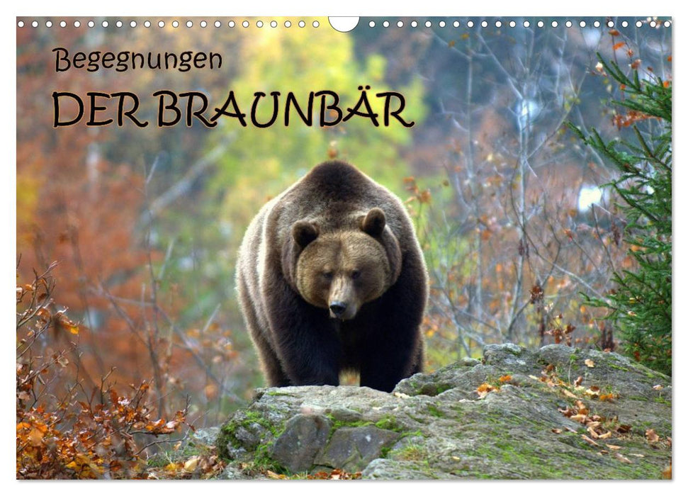 Begegnungen DER BRAUNBÄR (CALVENDO Wandkalender 2025)