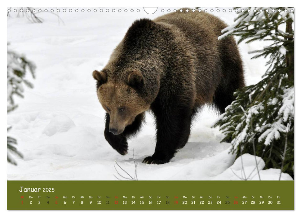 Begegnungen DER BRAUNBÄR (CALVENDO Wandkalender 2025)