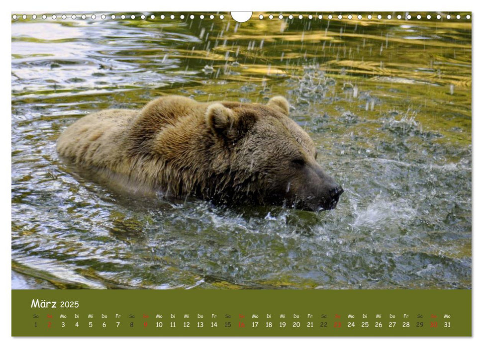 Begegnungen DER BRAUNBÄR (CALVENDO Wandkalender 2025)