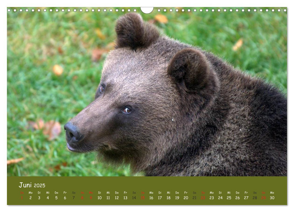 Begegnungen DER BRAUNBÄR (CALVENDO Wandkalender 2025)