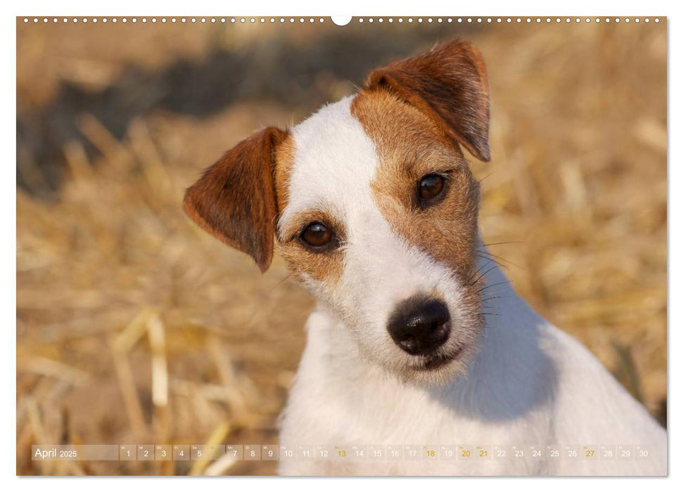 Faszination Terrier (CALVENDO Wandkalender 2025)