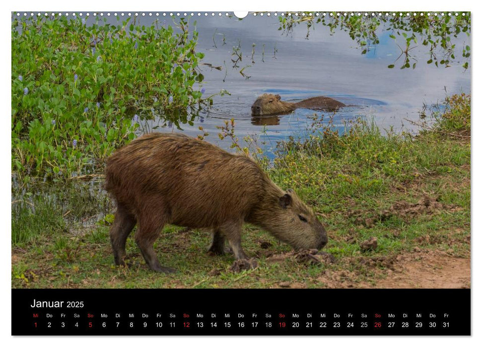 Zoo ohne Zäune - Das Pantanal (CALVENDO Premium Wandkalender 2025)