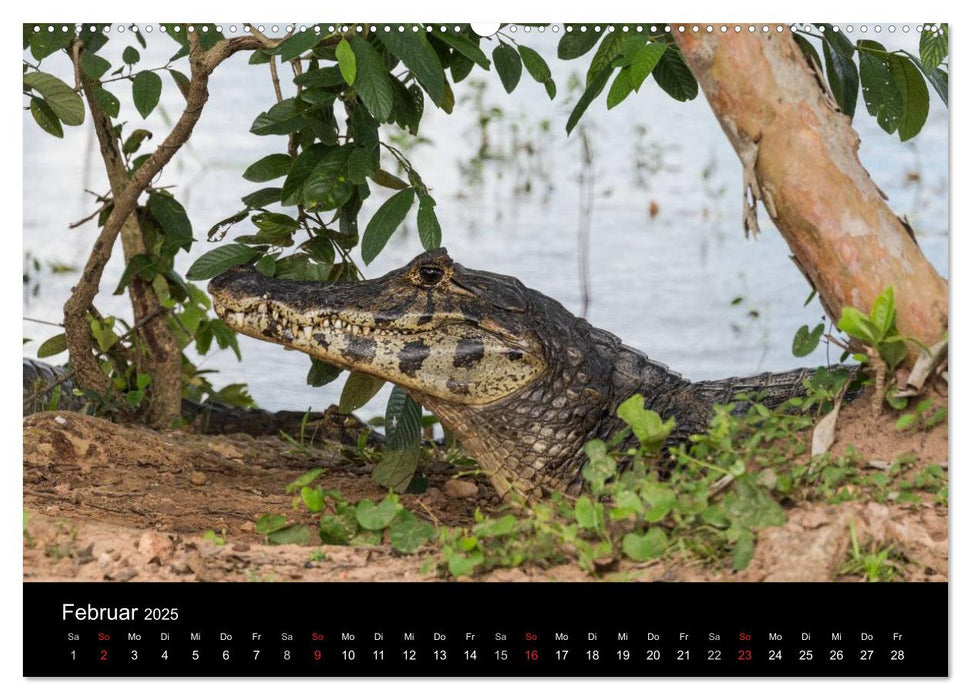 Zoo ohne Zäune - Das Pantanal (CALVENDO Premium Wandkalender 2025)